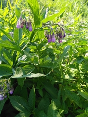 Symphytum officinale