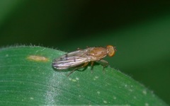 Opomyzoidea