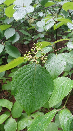 roundleaf dogwood (Cornus rugosa)
