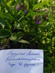 Symphytum officinale