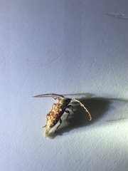 Eupogonius tomentosus