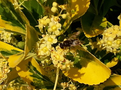 Stratiomys longicornis