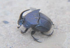 Phanaeus adonis