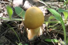 Amanita flavescens