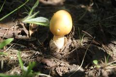 Amanita flavescens