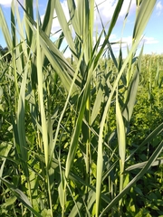Phragmites australis