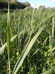 Phragmites australis