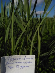 Phragmites australis