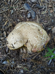 Caloboletus rubripes