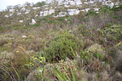 Cyclopia genistoides