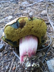 Caloboletus rubripes