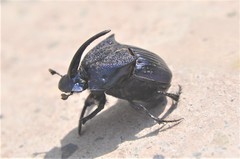 Phanaeus adonis