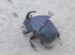 Phanaeus adonis