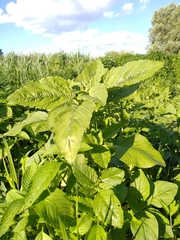 Amaranthus retroflexus