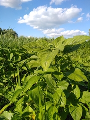 Amaranthus retroflexus