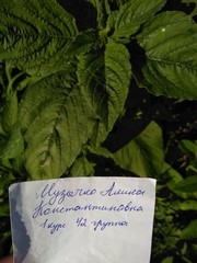 Amaranthus retroflexus