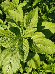 Amaranthus retroflexus