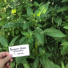 Impatiens glandulifera
