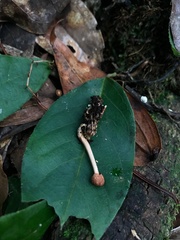 Paraisaria gracilioides