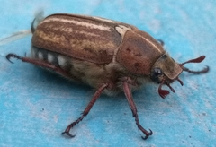 Anoxia australis