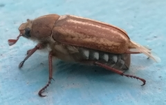 Anoxia australis