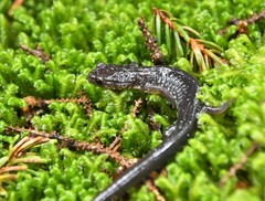 Plethodon wehrlei