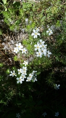 Leptosiphon floribundus