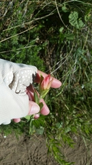 Castilleja miniata miniata