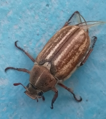 Anoxia australis