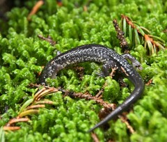Plethodon wehrlei