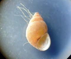 Littoridina