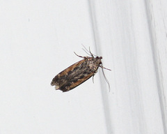 Filatima serotinella