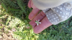 Horkelia clevelandii