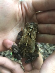Incilius spiculatus