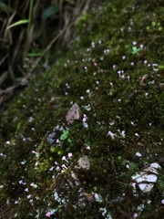 Ostropomycetidae