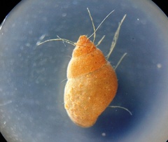 Littoridina