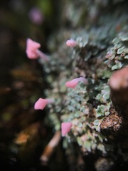 Ostropomycetidae