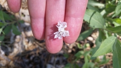 Gilia capitata abrotanifolia