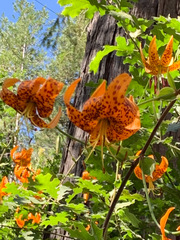 Lilium humboldtii humboldtii