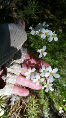 Leptosiphon floribundus