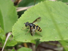 Sericomyia chrysotoxoides image