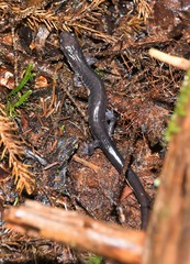 Plethodon wehrlei
