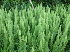 Nephrolepis undulata