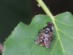 Sericomyia lata
