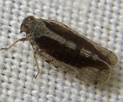 Tachycixius pilosus