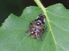 Sericomyia lata