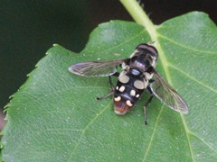 Sericomyia lata