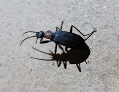Galerita collaris