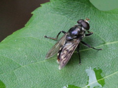 Sericomyia lata