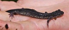 Plethodon wehrlei